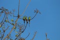 Three small green bee eater birds together