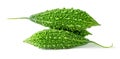 Three small green bitter gourds or bitter melons in stack isolated on white background with clipping path Royalty Free Stock Photo