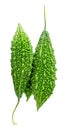 Three small green bitter gourds or bitter melons in stack isolated on white background with clipping path Royalty Free Stock Photo