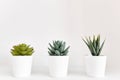 Three small green flowers in white pots on a white background Royalty Free Stock Photo