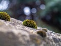 Three small green mosses are growing on a rock Royalty Free Stock Photo