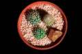 Three small green plants in pot succulents or cactus isolated and one stone on black  background by top view Royalty Free Stock Photo
