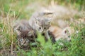 three small nice fluffy kitten