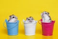 Three small hamsters are sitting in three different decorative buckets on yellow background with copy space. Baby animal theme