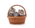 Three small kittens in the basket Royalty Free Stock Photo