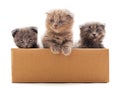 Three small kittens in the box Royalty Free Stock Photo