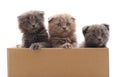 Three small kittens in the box. Royalty Free Stock Photo