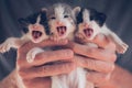 Three small kittens meowing in the hands of the owner Royalty Free Stock Photo