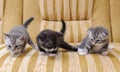 Three small kittens of Scottish breed on the couch Royalty Free Stock Photo