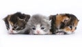 Three small kittens on a white background