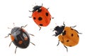 Three small ladybugs on white