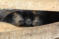 Three little black pigs in a pen Royalty Free Stock Photo