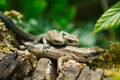 Three small lizards in nature. Royalty Free Stock Photo