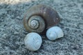 Three small long dead snail shells scattered on the roadside