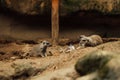 Small meerkats perched on a rock formation in a natural outdoor setting