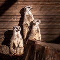 the three small meerkats stand next to each other