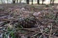 Three small mushrooms growing in pine cone Royalty Free Stock Photo