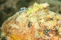 Three small nudibranchs - Phyllidia elegans