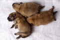 Three small, orange, newborn Pomeranian puppies with closed eyes on a white background, on a diaper. The view from the