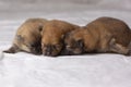 Three small, orange, newborn Pomeranian puppies with closed eyes on a white background lie nose to nose. The view from Royalty Free Stock Photo