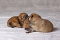 Three small, orange, newborn Pomeranian puppies with unopened eyes crawl on a white background, on a diaper. Purebred