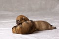 Three small, orange, newborn Pomeranian puppies with unopened eyes crawl on a white background, on a diaper. Purebred