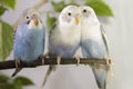 Three small parrots sitting on tree branch Royalty Free Stock Photo