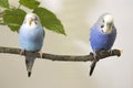 Three small parrots sitting on tree branch Royalty Free Stock Photo