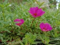 Three small pink flowers