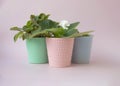 Three small pots of blue pink and green with indoor violet flowers stand side by side on a pink background Royalty Free Stock Photo