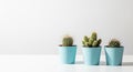 Three small potted cacti on a white table against a plain white wall in a row on blue pots Royalty Free Stock Photo