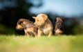 Three small puppies