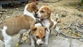 Three Small Puppies play photo.