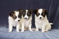 Three small puppy Papillon