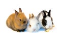 Three small rabbits isolated Royalty Free Stock Photo