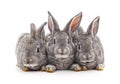 Three small rabbits Royalty Free Stock Photo