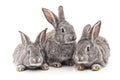 Three small rabbits Royalty Free Stock Photo