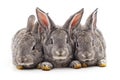 Three small rabbits Royalty Free Stock Photo