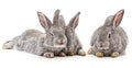 Three small rabbits Royalty Free Stock Photo