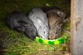 Three small rabbits nibble on a watermelon rind. Rabbit breeding Royalty Free Stock Photo