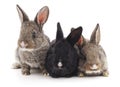 Three small rabbits. Royalty Free Stock Photo