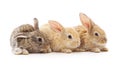 Three small rabbits Royalty Free Stock Photo