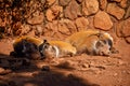 Three small red river hogs