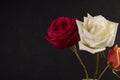Three small roses on black Royalty Free Stock Photo