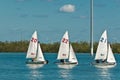 Three, small sailboats in back bay of Gulf of Mexico