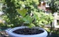Three small seedlings of oak tree Royalty Free Stock Photo