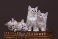 Three small Siberian Neva Masquerade kittens on dark brown background Royalty Free Stock Photo