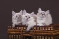 Three small Siberian Neva Masquerade kittens on dark brown background Royalty Free Stock Photo