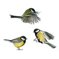 Three small songbirds tit fly and stand on a white isolated background in various poses and views