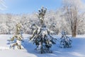 Three small spruce trees in a clearing in the winter forest Royalty Free Stock Photo